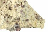Seafloor with Trilobite, Brachiopod, Ostrocod & Coral Fossils #286271-1